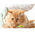 Обезболивающие препараты для котов и собак купить | Цены и Фото