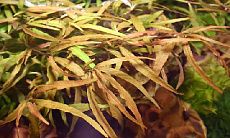 Растение Гигрофила многосемянная Цейлон (в горшке)