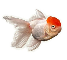 Золотая рыбка Оранда (Красная шапочка)