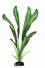 Barbus Шелковое растение Эхинодорус Майор