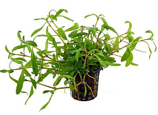 Растение Гигрофила тигровая (в горшке)