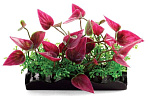 Laguna 1146LD Композиция из аквариум. растений, 8 см