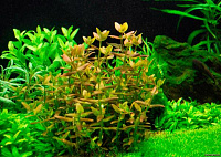 Живые растения в аквариум купить | Цены и Фото