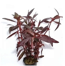 Растение Альтернатера Сессилис (в горшке)