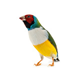 Амадина Гульда