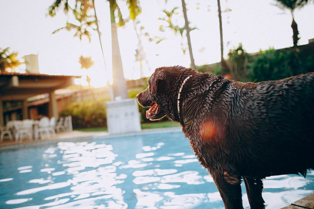 Запрещено брать собаку в бассейн