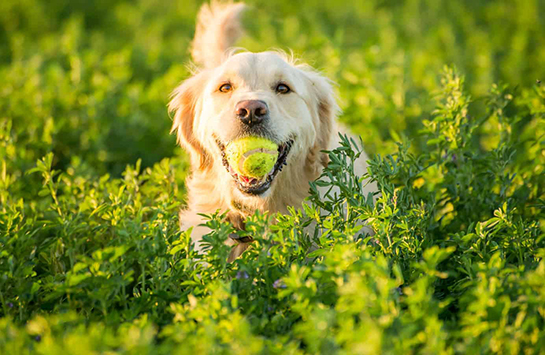 Обзор средств для защиты собак от блох и клещей