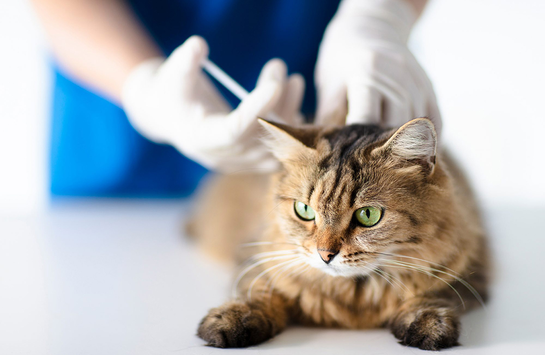 Прививки для кошек и котят