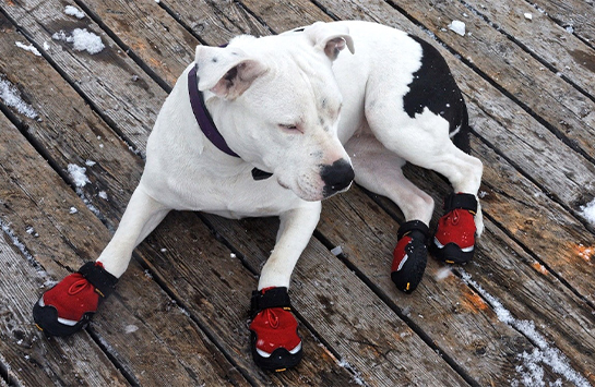 Ботинки и носочки для собак