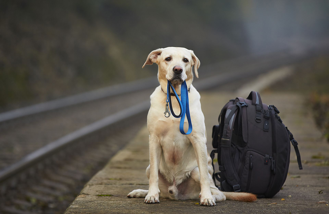 Как безопасно путешествовать с собакой