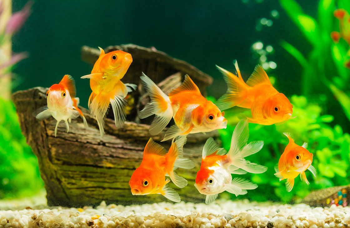 Как правильно ухаживать за рыбками в аквариуме
