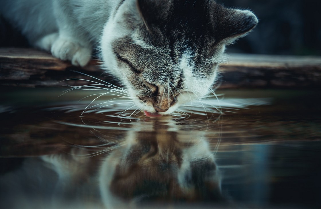 Мочекаменная болезнь у кошек | Garfield.by