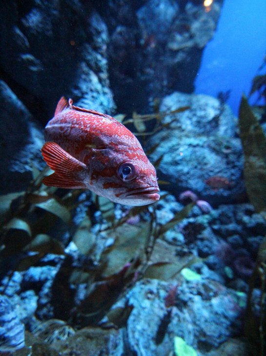 Как не перекормить рыбок в аквариуме