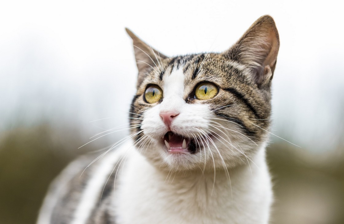 Причины мочекаменной болезни у кошек