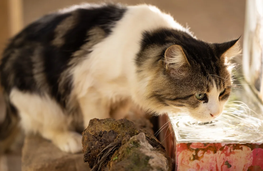 Важность питьевого режима у кошек