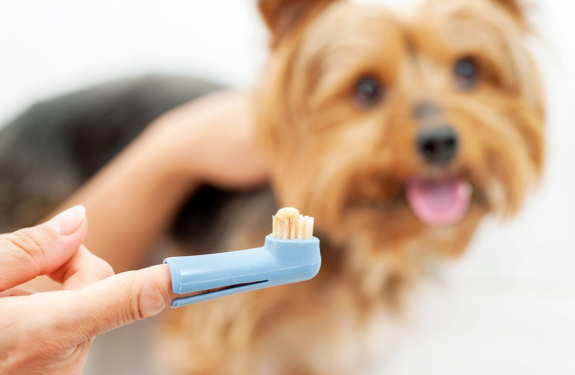 Чем чистить зубы собаке