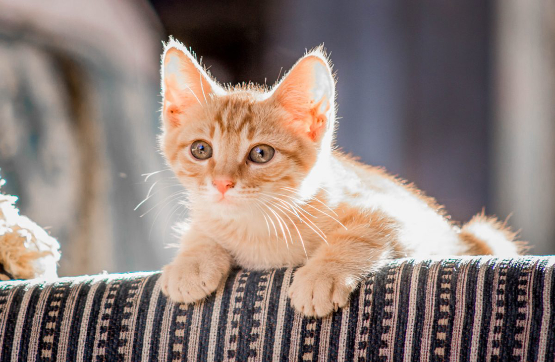Как приучить котенка к новому дому и как помочь котенку адаптироваться |  Garfield.by