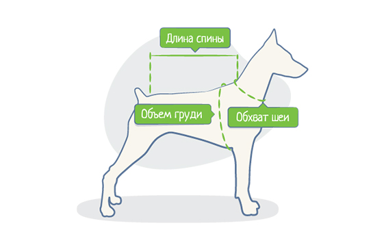 Как правильно измерить собаку и подобрать нужный размер