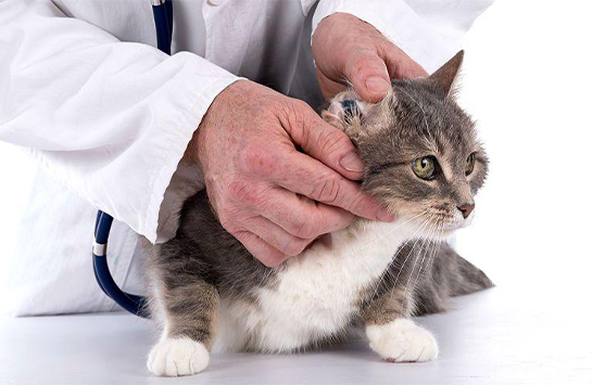 Симптомы ушного клеща у кошек