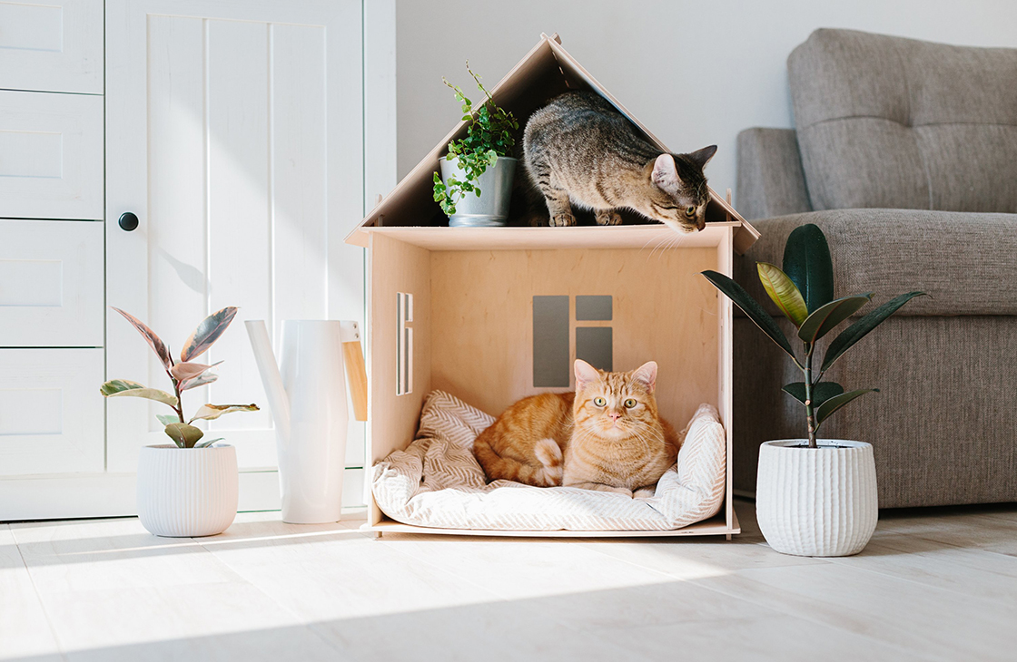 Как выбрать домик, лежанку или гамак кошке