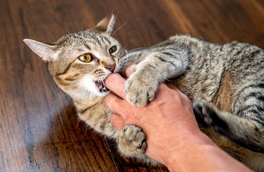кот нападает на хозяина и кусает без причины