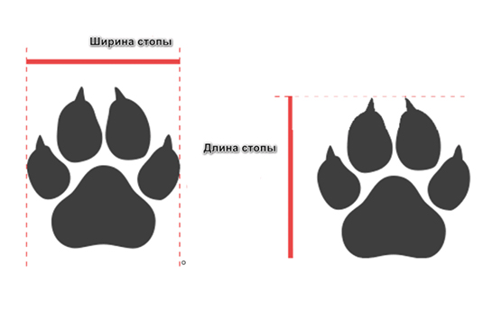 Как определить размер обуви для собаки